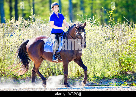 Hannoveraner Pferd. Schwarze Wallach mit Reiter Trabrennen auf einem Reitplatz. Deutschland Stockfoto