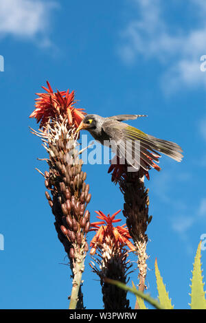 Laut Miner Vogel (Manorina Melanocephala) Beschickung von Aloe Blütenstiel. Stockfoto