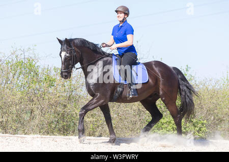 Hannoveraner Pferd. Schwarze Wallach mit Reiter Trabrennen auf einem Reitplatz. Deutschland Stockfoto