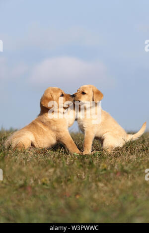 Labrador Retriever. Zwei blonde Welpen (6 Wochen alt) spielen auf einer Wiese. Deutschland Stockfoto