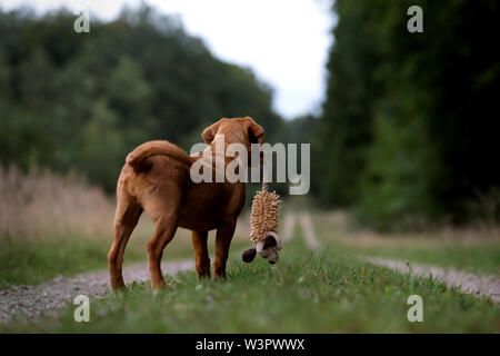 Nova Scotia Duck Tolling Retriever. Welpe (Hündin, 4 Monate alt), stehend auf einem Pfad, mit Spielzeug Maus im Maul, von hinten gesehen. Stockfoto