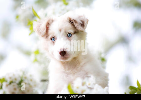 Portrait von Red merle Border Collie Welpe (9 Wochen alt, weiblich) unter einem blühenden Baum. Deutschland Stockfoto