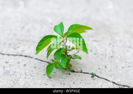 Eine kleine, aber leistungsstarke Auswurfkrümmer Werk seinen Weg macht und bricht die Zement Pflaster Stockfoto