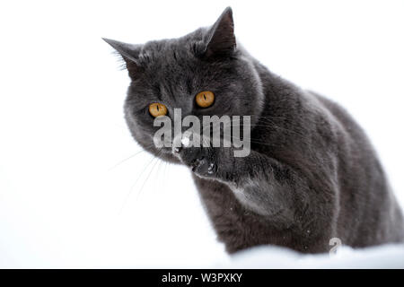 Britisch Kurzhaar Cat. Schwarzer Kater (3 Jahre alt) sitzt im Schnee Beim lecken seine Vorderpfote. Deutschland Stockfoto