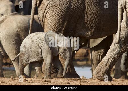 Afrikanischer Elefant Kalb, Addo Elephant Park, Südafrika Stockfoto