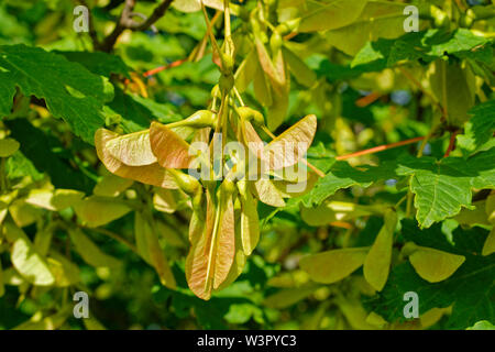 SYCAMORE SAMEN Acer pseudoplatanus IM SOMMER AUCH BEKANNT ALS SAMARA ODER SCHLÜSSEL Stockfoto