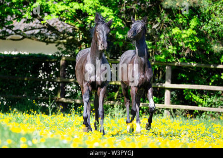 Trakehner. Paar schwarzer Junge Hengste spielen auf einer Wiese. Deutschland Stockfoto