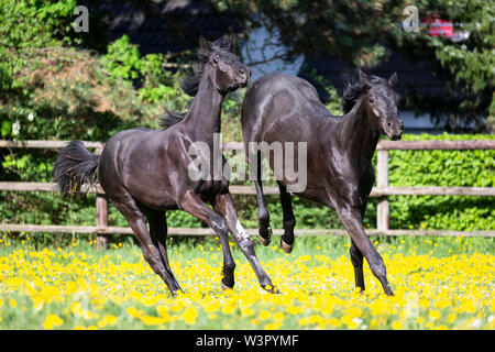 Trakehner. Paar schwarzer Junge Hengste spielen auf einer Wiese. Deutschland Stockfoto