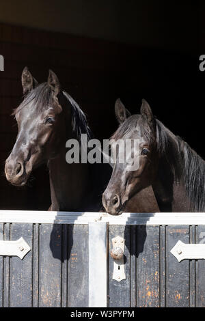 Trakehner. Paar schwarzer Junge Hengste, die auf der Suche von einem stabilen. Deutschland Stockfoto