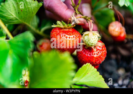 Frau holt selbst angebauten Erdbeeren in Yorkshire. Stockfoto