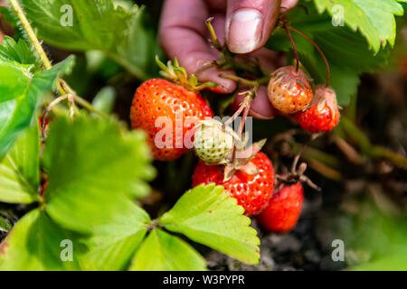 Frau holt selbst angebauten Erdbeeren in Yorkshire. Stockfoto