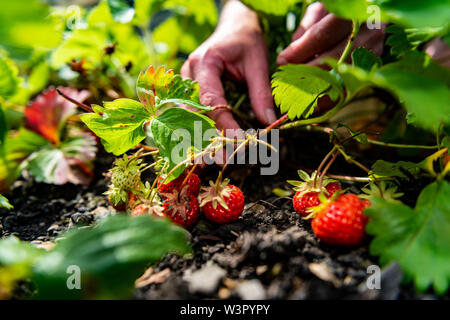 Frau holt selbst angebauten Erdbeeren in Yorkshire. Stockfoto