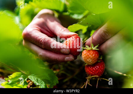 Frau holt selbst angebauten Erdbeeren in Yorkshire. Stockfoto