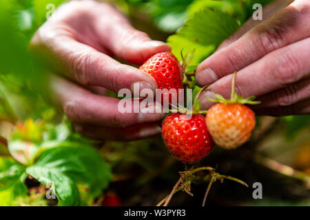 Frau holt selbst angebauten Erdbeeren in Yorkshire. Stockfoto