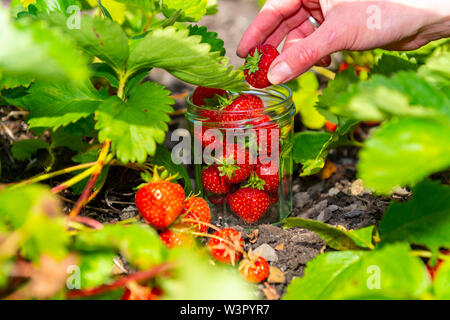 Frau holt selbst angebauten Erdbeeren in Yorkshire. Stockfoto