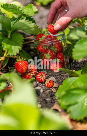 Frau holt selbst angebauten Erdbeeren in Yorkshire. Stockfoto