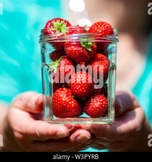 Frau holt selbst angebauten Erdbeeren in Yorkshire. Stockfoto