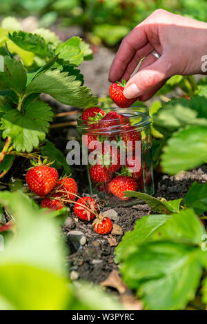 Frau holt selbst angebauten Erdbeeren in Yorkshire. Stockfoto