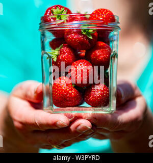 Frau holt selbst angebauten Erdbeeren in Yorkshire. Stockfoto