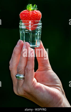 Frau holt selbst angebauten Erdbeeren in Yorkshire. Stockfoto