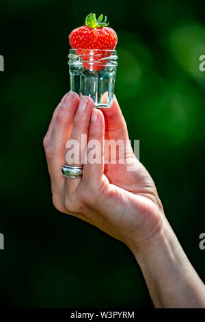 Frau holt selbst angebauten Erdbeeren in Yorkshire. Stockfoto