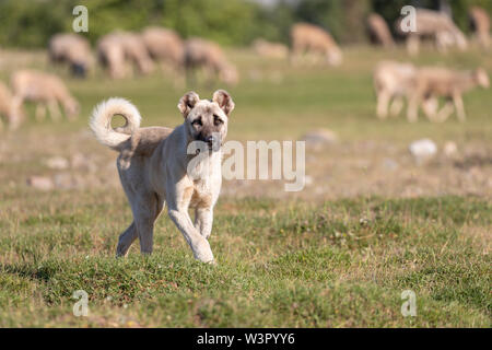 Anatolian Shepherd Dog, Kangal. Tiere schützen Hund und Schafe. Türkei Stockfoto