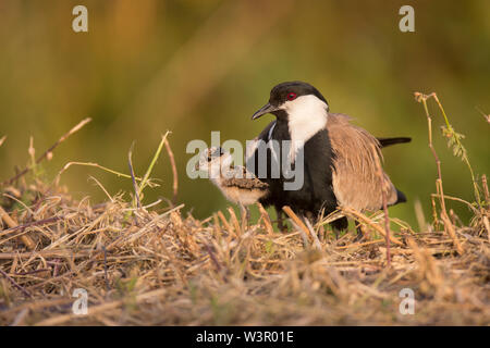 Erwachsener und Küken Sporn - winged Kiebitz oder Sporn - winged Plover (Vanellus Spinosus) in Israel im Frühjahr April fotografierte Stockfoto