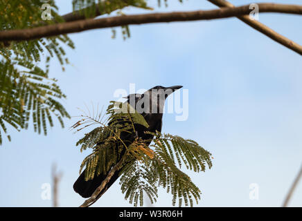 Closeup Large-Billed Crow thront auf einem Strang isoliert auf Sky Stockfoto