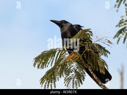 Closeup Large-Billed Crow thront auf einem Strang isoliert auf Sky Stockfoto