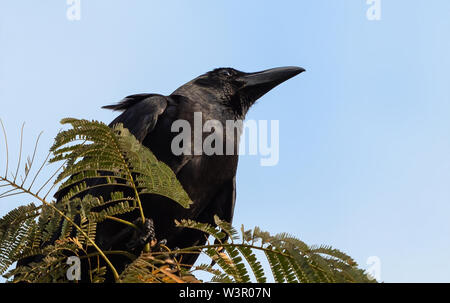 Closeup Large-Billed Crow thront auf einem Strang isoliert auf Sky Stockfoto