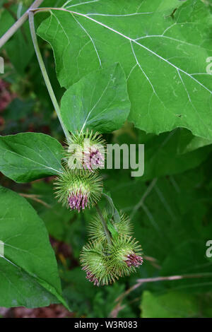 Die Klette (Arctium Lappa), Blüte. Deutschland Stockfoto