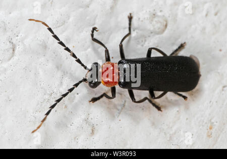 Makrofotografie von Firefly an der Wand Stockfoto