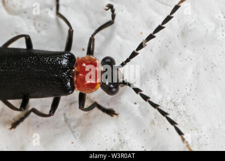 Makrofotografie von Firefly an der Wand Stockfoto