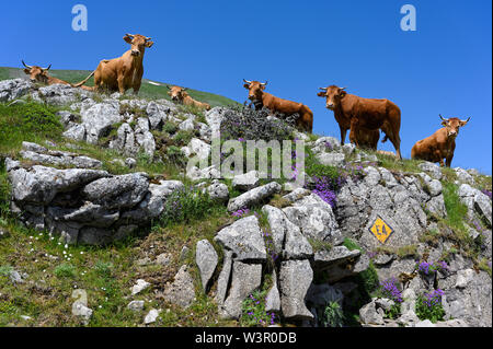 Eine Herde von Kühen in der Nähe der E4 Europäischer Fernwanderweg auf der Agrafa Berge in Thessalien, Griechenland Stockfoto