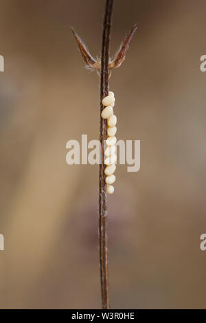 (Libelloides Owlfly rhomboides ssp. cretensis) Eier auf einem Stiel. Kreta, Griechenland Stockfoto