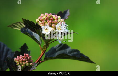 Blühende Sorte gemeinsame ninebark (Physocarpus opulifolius's "Summer Wine") im Sommer Garten Stockfoto