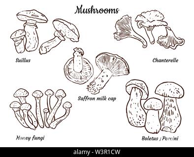 Essbare Pilze: Steinpilze, Pfifferlinge, Safran Milch Schale, Honig, Pilze, suillus. Hand gezeichnet Abbildung auf weißen isoliert. Saisonale Lebensmittel, Verpackung Stock Vektor