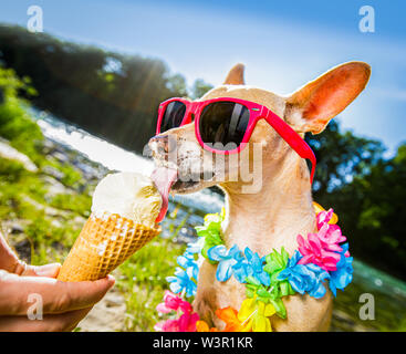 Chihuahua Hund auf Sommer Urlaub Ferien in der Stadt und dem Strand, Fluss Essen und lecken Vanilleeis in Kegel Waffel Stockfoto