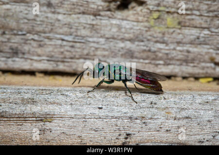 Ruby-tailed Wasp, gemeinsame Gold Wasp, Ruby-Tail (Chrysis Ignita) auf Holz. Deutschland Stockfoto