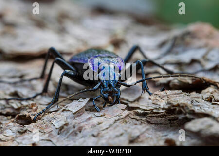 Violett Masse Käfer (Carabus Problematicus). Erwachsene auf die Rinde Deutschland Stockfoto