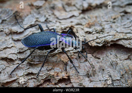 Violett Masse Käfer (Carabus Problematicus). Erwachsene auf die Rinde Deutschland Stockfoto