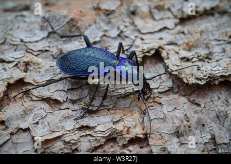 Violett Masse Käfer (Carabus Problematicus). Erwachsene auf die Rinde Deutschland Stockfoto