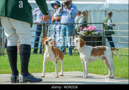 Festival der Jagd, Peterborough, Großbritannien. 17. Juli 2019. Das jährliche Festival der Jagd ist eine eintägige Veranstaltung bietet die größte Versammlung der Hunde im Land. Falken, Spürhunde, Basset Hounds, Draghounds und Bluthunde wird zusammen mit Displays von fiel Jagdhunde konkurrierenden, Coursing Hunde und die beliebten Sealey Terrier. Credit: Matt Extremität OBE/Alamy leben Nachrichten Stockfoto