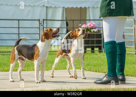 Festival der Jagd, Peterborough, Großbritannien. 17. Juli 2019. Das jährliche Festival der Jagd ist eine eintägige Veranstaltung bietet die größte Versammlung der Hunde im Land. Falken, Spürhunde, Basset Hounds, Draghounds und Bluthunde wird zusammen mit Displays von fiel Jagdhunde konkurrierenden, Coursing Hunde und die beliebten Sealey Terrier. Credit: Matt Extremität OBE/Alamy leben Nachrichten Stockfoto