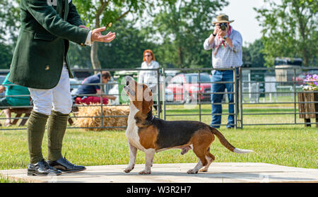 Festival der Jagd, Peterborough, Großbritannien. 17. Juli 2019. Das jährliche Festival der Jagd ist eine eintägige Veranstaltung bietet die größte Versammlung der Hunde im Land. Falken, Spürhunde, Basset Hounds, Draghounds und Bluthunde wird zusammen mit Displays von fiel Jagdhunde konkurrierenden, Coursing Hunde und die beliebten Sealey Terrier. Credit: Matt Extremität OBE/Alamy leben Nachrichten Stockfoto