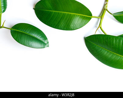 Ficus, elastischem Gummi Abb. treibt isoliert weißer Hintergrund mit Kopie Raum Stockfoto