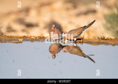 Laughing Dove (Spilopelia senegalensis) Trinkwasser in der Wüste, die Wüste Negev, Israel. Die lachende Taube ist ein gemeinsamer Wohnsitz Züchter in Sub-Saha Stockfoto