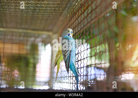 Blauer wellensittich Papagei Haustier Vogel oder Wellensittich Sittich gemeinsame im Käfig im Vogel Farm Stockfoto