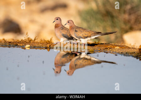 Laughing Dove (Spilopelia senegalensis) Trinkwasser in der Wüste, die Wüste Negev, Israel. Die lachende Taube ist ein gemeinsamer Wohnsitz Züchter in Sub-Saha Stockfoto