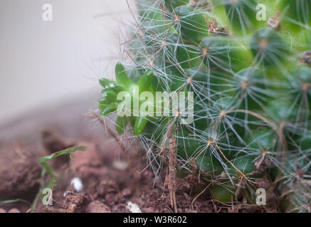 Cactus vegetativen Vermehrung. Bürste Cactus (Mammillaria spinosissima) AKA stacheligen Nadelkissen Kaktus native zu zentralen Mexiko Stockfoto